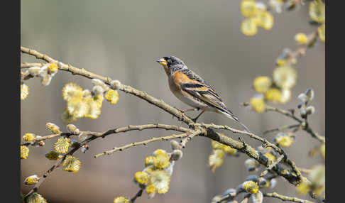 Bergfink (Fringilla montifringilla)