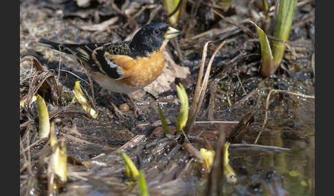 Bergfink (Fringilla montifringilla)