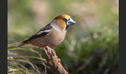 Kernbeißer (Coccothraustes coccothraustes)