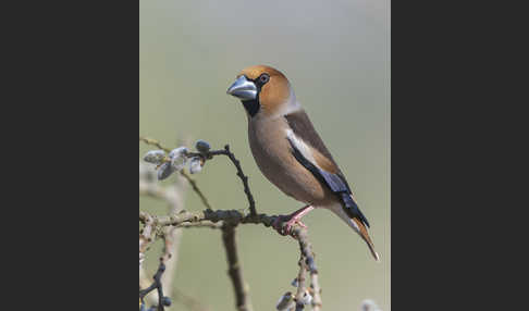 Kernbeißer (Coccothraustes coccothraustes)