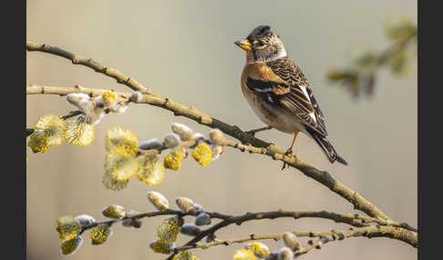 Bergfink (Fringilla montifringilla)