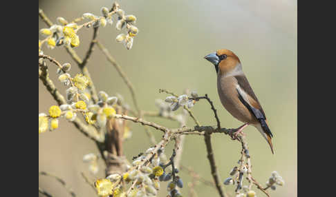 Kernbeißer (Coccothraustes coccothraustes)