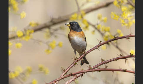 Bergfink (Fringilla montifringilla)