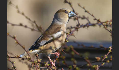 Kernbeißer (Coccothraustes coccothraustes)