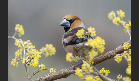 Kernbeißer (Coccothraustes coccothraustes)