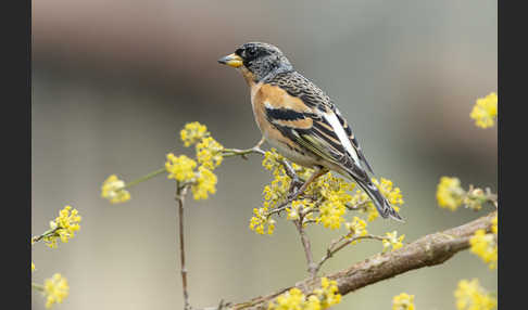 Bergfink (Fringilla montifringilla)