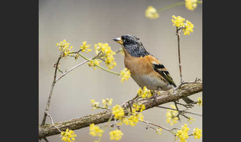 Bergfink (Fringilla montifringilla)