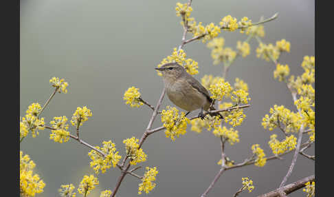 Zilpzalp (Phylloscopus collybita)