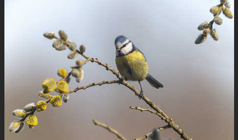 Blaumeise (Parus caeruleus)