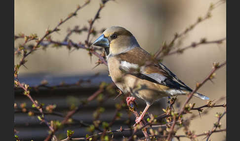 Kernbeißer (Coccothraustes coccothraustes)