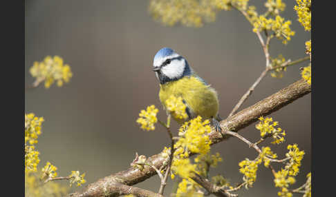 Blaumeise (Parus caeruleus)