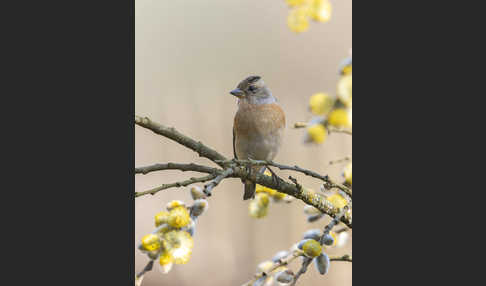 Bergfink (Fringilla montifringilla)