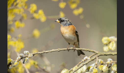 Bergfink (Fringilla montifringilla)