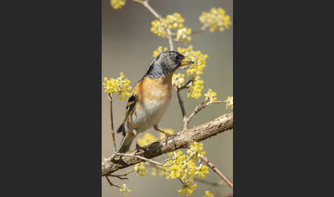 Bergfink (Fringilla montifringilla)