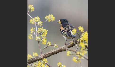 Bergfink (Fringilla montifringilla)