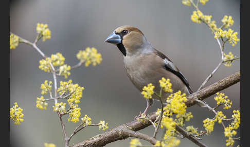 Kernbeißer (Coccothraustes coccothraustes)