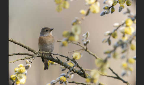 Bergfink (Fringilla montifringilla)