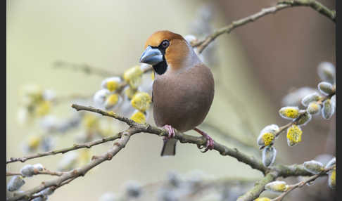 Kernbeißer (Coccothraustes coccothraustes)