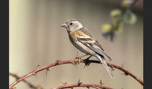 Bergfink (Fringilla montifringilla)