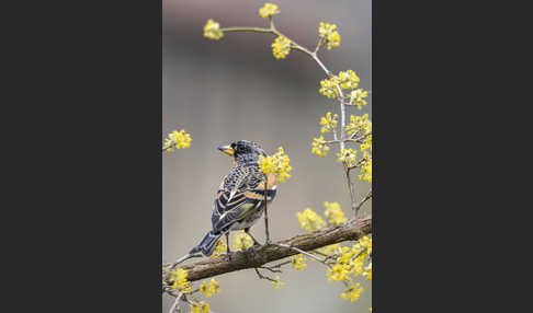 Bergfink (Fringilla montifringilla)