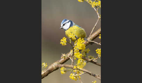 Blaumeise (Parus caeruleus)