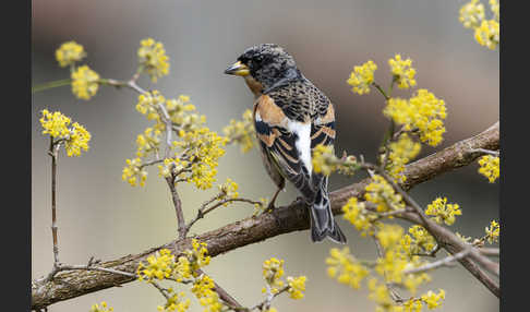 Bergfink (Fringilla montifringilla)