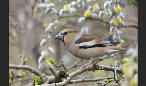 Kernbeißer (Coccothraustes coccothraustes)