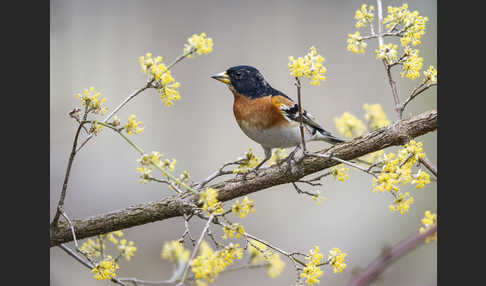 Bergfink (Fringilla montifringilla)