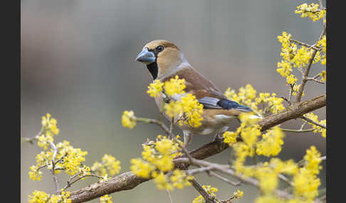 Kernbeißer (Coccothraustes coccothraustes)