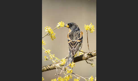 Bergfink (Fringilla montifringilla)