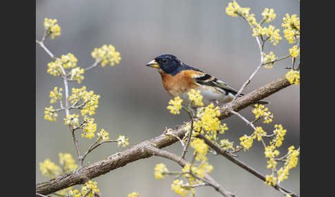 Bergfink (Fringilla montifringilla)