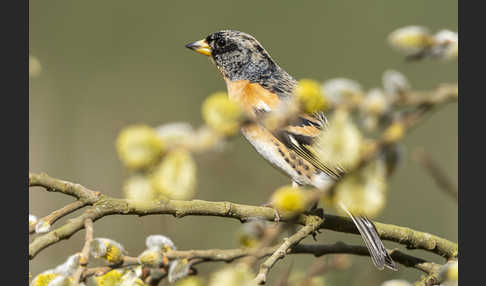 Bergfink (Fringilla montifringilla)