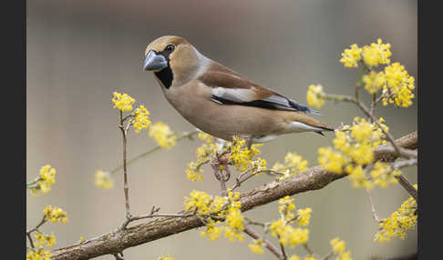 Kernbeißer (Coccothraustes coccothraustes)