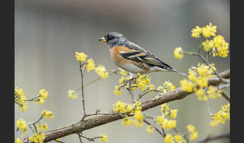 Bergfink (Fringilla montifringilla)