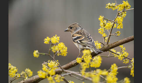 Bergfink (Fringilla montifringilla)