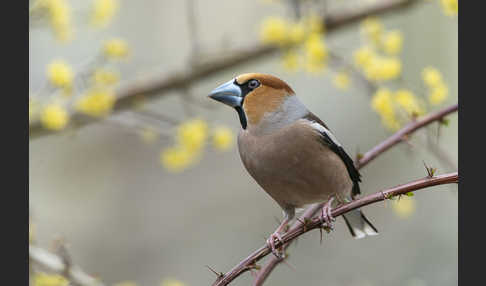 Kernbeißer (Coccothraustes coccothraustes)