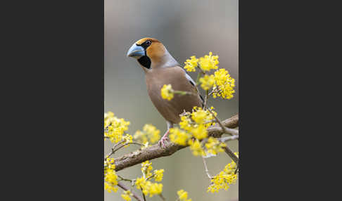 Kernbeißer (Coccothraustes coccothraustes)