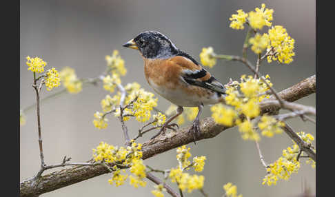 Bergfink (Fringilla montifringilla)