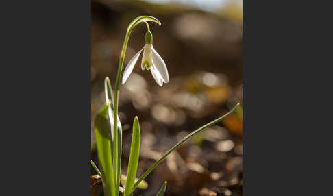 Kleines Schneeglöckchen (Galanthus nivalis)