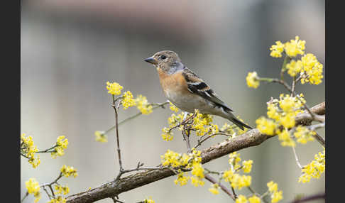 Bergfink (Fringilla montifringilla)