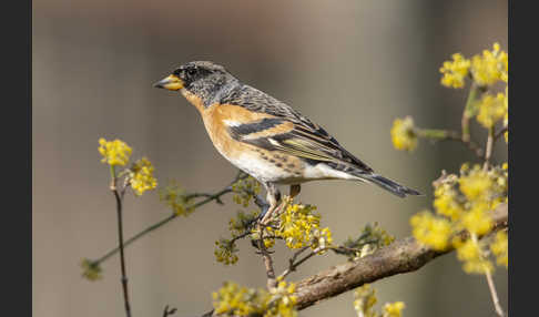 Bergfink (Fringilla montifringilla)