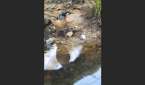 Bergfink (Fringilla montifringilla)