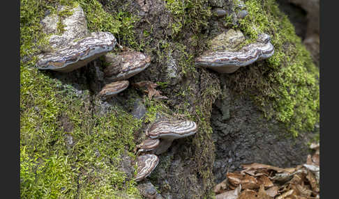 Zunderschwamm (Fomes fomentarius)