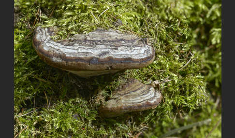 Zunderschwamm (Fomes fomentarius)