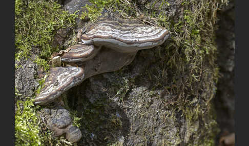 Zunderschwamm (Fomes fomentarius)