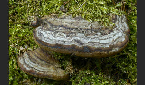 Zunderschwamm (Fomes fomentarius)