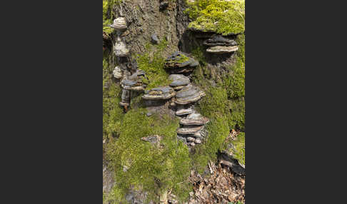 Zunderschwamm (Fomes fomentarius)