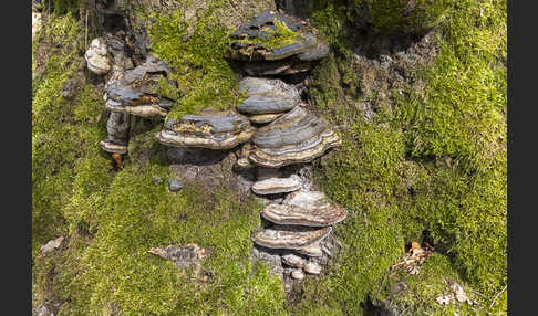 Zunderschwamm (Fomes fomentarius)