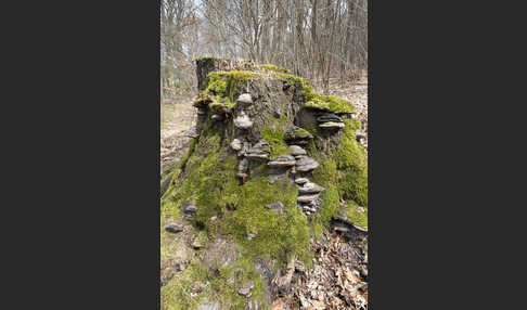 Zunderschwamm (Fomes fomentarius)