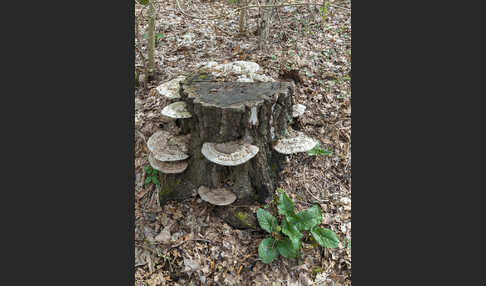 Flacher Lackporling (Ganoderma applanatum)